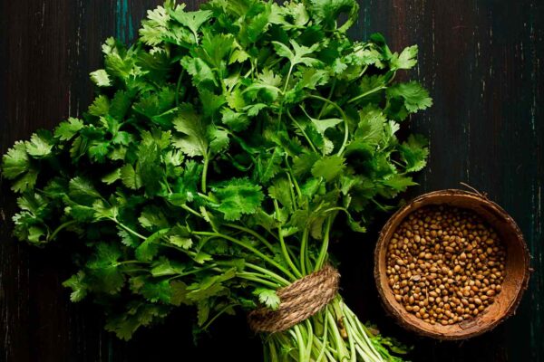 CORIANDER